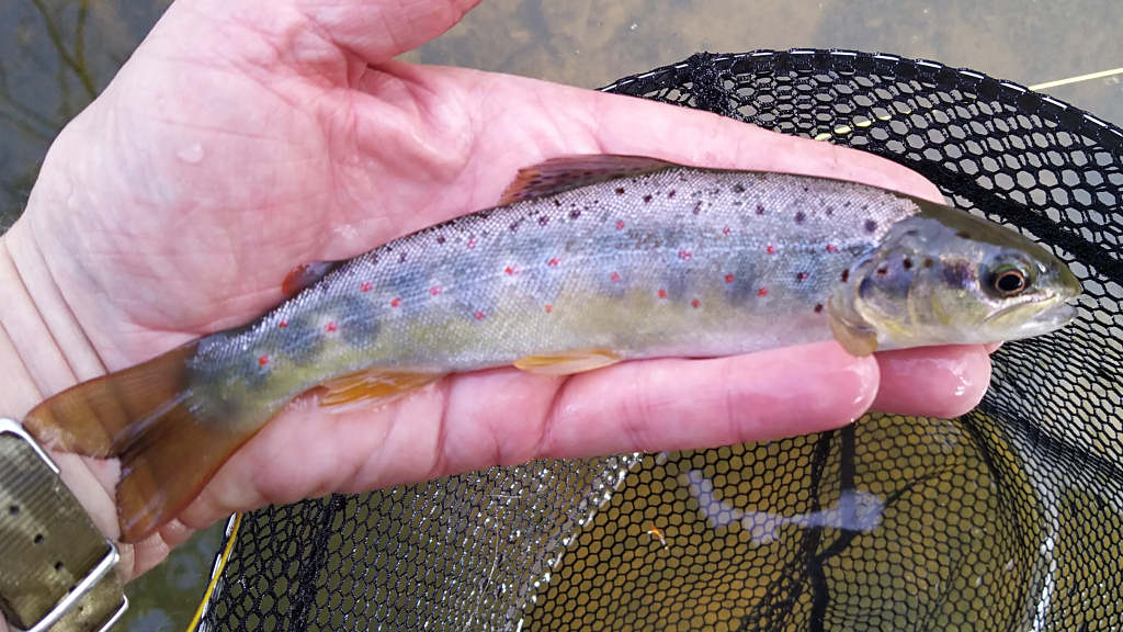 Photo of a perfect little trout